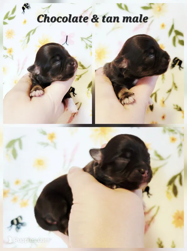 Harly AKC Male  – Chihuahua puppy for sale in Lengby, MN