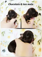 Harly AKC Male , a male Chihuahua for sale in Lengby, MN – 1 of 2
