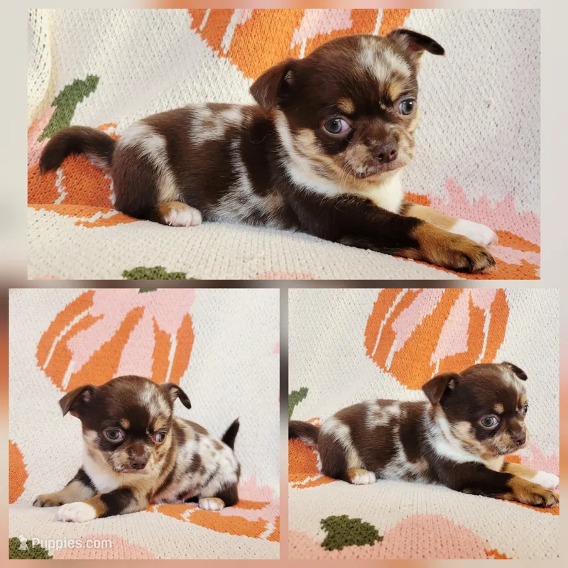 Akc Trixie  – Chihuahua puppy for sale in Lengby, MN