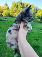 Carmella AKC Girl, a female Chihuahua for sale in Lengby, MN – Photo 4 of 5