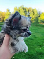 Carmella AKC Girl, a female Chihuahua for sale in Lengby, MN – Photo 2 of 5