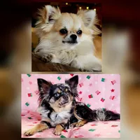 Carmella AKC Girl, a female Chihuahua for sale in Lengby, MN – Photo 5 of 5