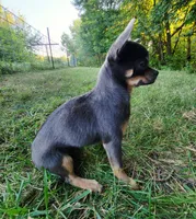 Akc Belle, a female Chihuahua for sale in Lengby, MN – 3 of 3