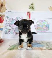 Akc eclipse , a female Chihuahua for sale in Lengby, MN – Photo 1 of 3