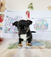 Akc eclipse , a female Chihuahua for sale in Lengby, MN – Photo 2 of 3