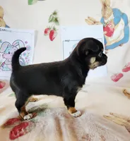 Akc eclipse , a female Chihuahua for sale in Lengby, MN – Photo 3 of 3