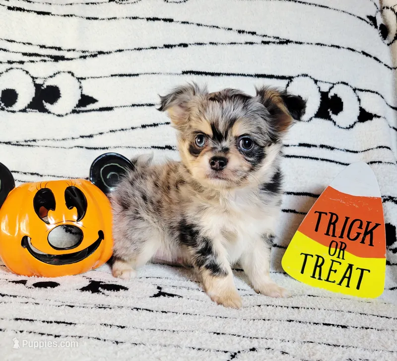 Akc Pluto  – Chihuahua puppy for sale in Lengby, MN