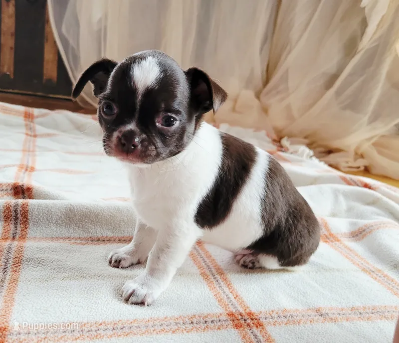 Akc Trixie  – Chihuahua puppy for sale in Lengby, MN