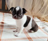Akc Trixie , a female Chihuahua for sale in Lengby, MN – 1 of 1