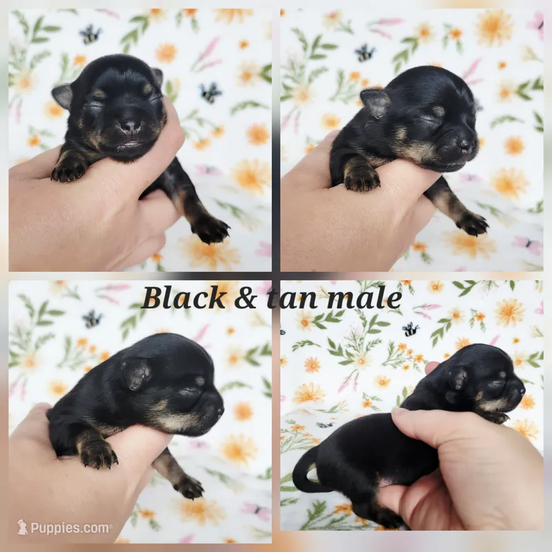 Mango AKC Male  – Chihuahua puppy for sale in Lengby, MN