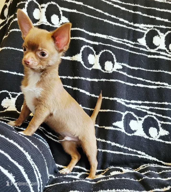 Akc sparky  – Chihuahua puppy for sale in Lengby, MN