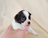 Akc mixie , a female Chihuahua for sale in Lengby, MN – Photo 2 of 4