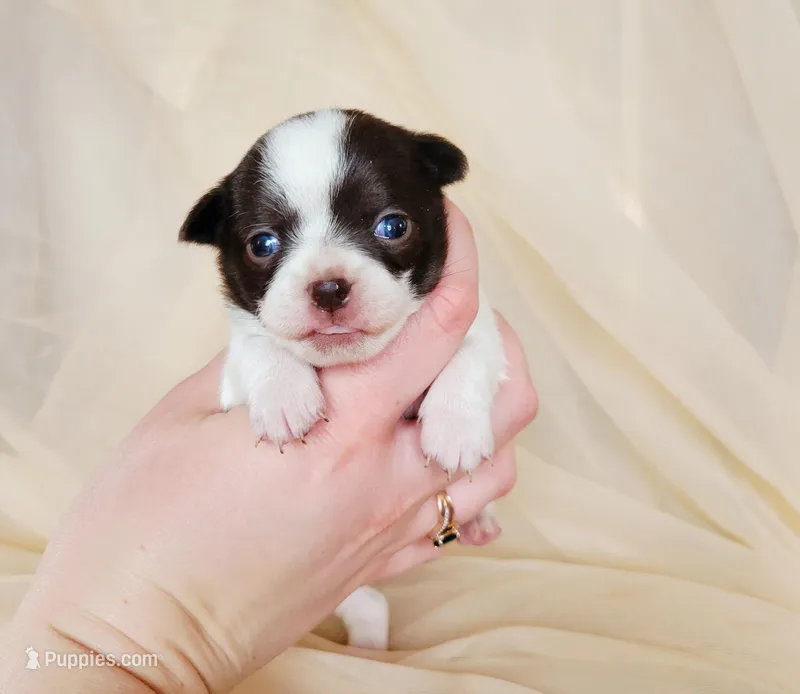 Akc mixie  – Chihuahua puppy for sale in Lengby, MN