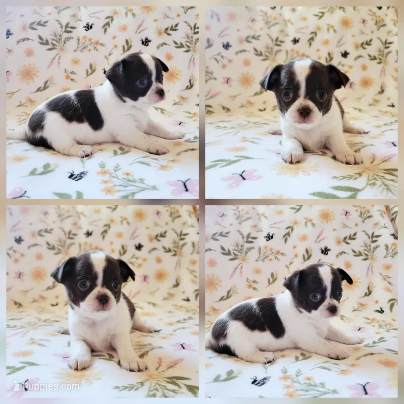 Akc mixie  – Chihuahua puppy for sale in Lengby, MN