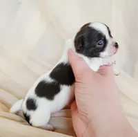 Akc mixie , a female Chihuahua for sale in Lengby, MN – Photo 3 of 4