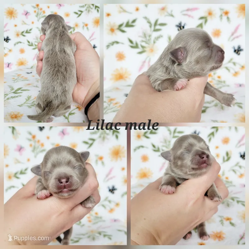 Romeo AKC Male – Chihuahua puppy on hold in Lengby, MN