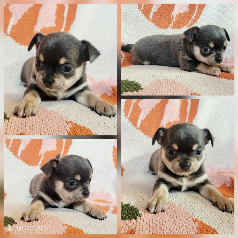 Akc Luna  – Chihuahua puppy for sale in Lengby, MN