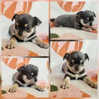 Akc Luna , a female Chihuahua for sale in Lengby, MN – 1 of 1
