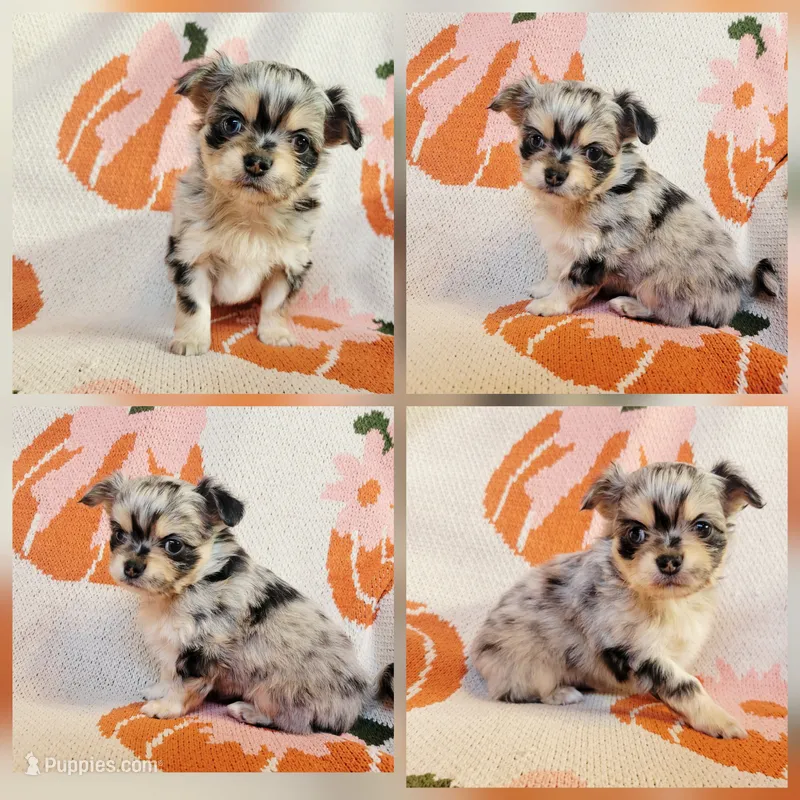 Akc Pluto  – Chihuahua puppy for sale in Lengby, MN