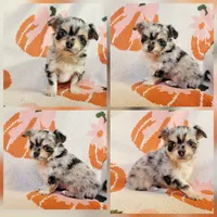 Akc Pluto , a male Chihuahua for sale in Lengby, MN – 1 of 1