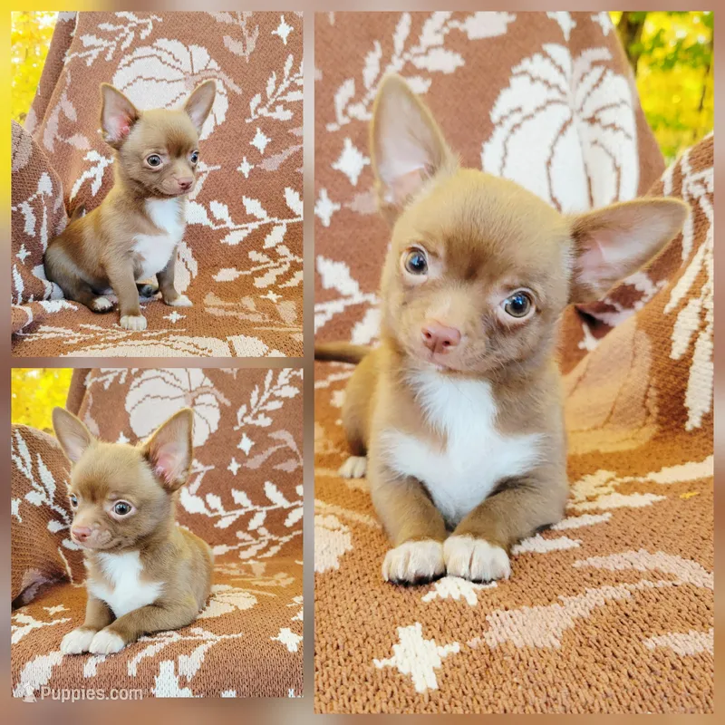 Akc sparky  – Chihuahua puppy for sale in Lengby, MN