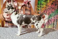 Akc persephone , a female Chihuahua for sale in Lengby, MN – 3 of 3