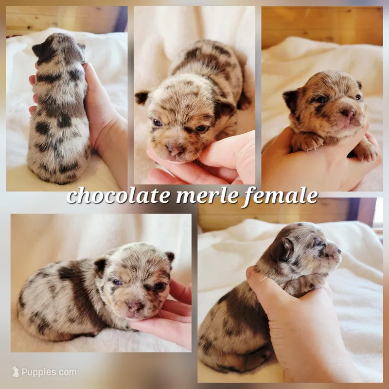 Twilight sparkle akc girl 