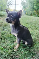Akc Belle, a female Chihuahua for sale in Lengby, MN – 2 of 3