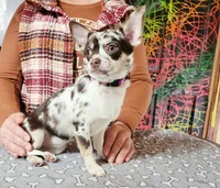 Akc persephone , a female Chihuahua for sale in Lengby, MN – 2 of 3