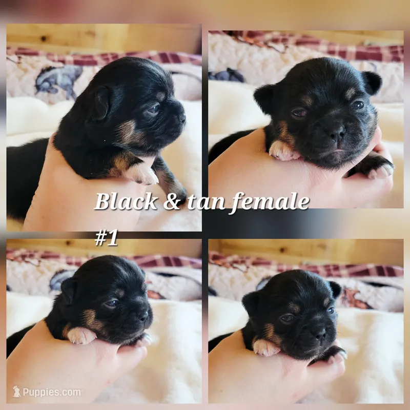 Akc eclipse , a female Chihuahua for sale in Lengby, MN – Photo 1 of 1