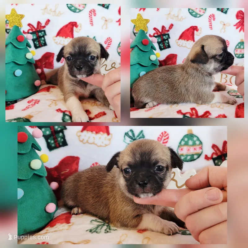 Gingerbread akc girl