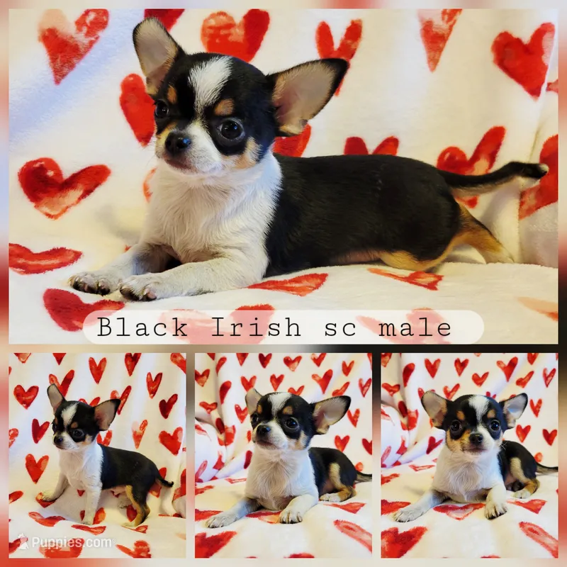 Cookie dough akc boy