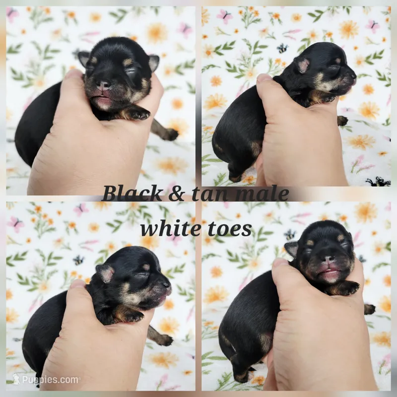 Tito AKC Male  – Chihuahua puppy for sale in Lengby, MN