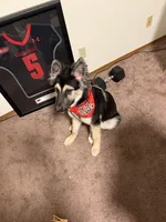 Halo , a male German Shepherd Dog and Siberian Husky for sale in Edwardsville, IL – Photo 4 of 4