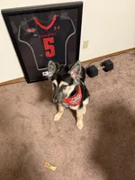 Halo , a male German Shepherd Dog and Siberian Husky for sale in Edwardsville, IL – Photo 3 of 4