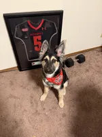 Halo , a male German Shepherd Dog and Siberian Husky for sale in Edwardsville, IL – Photo 2 of 4