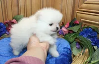 AKC Dalar - White male Pom - 5 lbs as adult, a male Pomeranian for sale in Colville, WA – 4 of 5