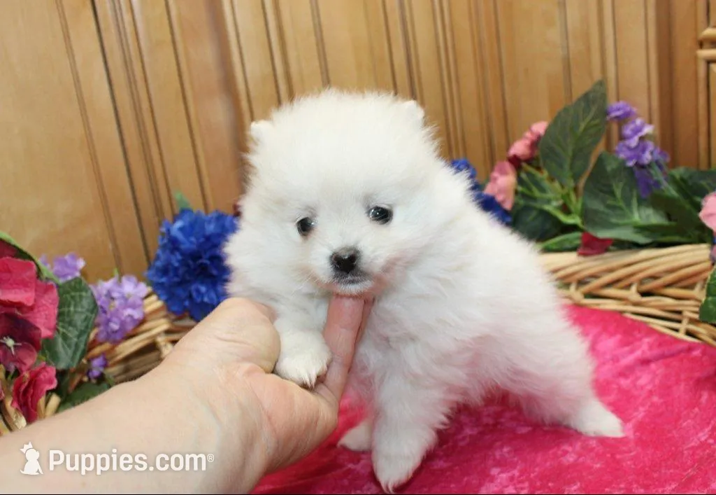 AKC Marshmallow Girl - 4.5 lbs, a female Pomeranian for sale in Colville, WA – Photo 7 of 10