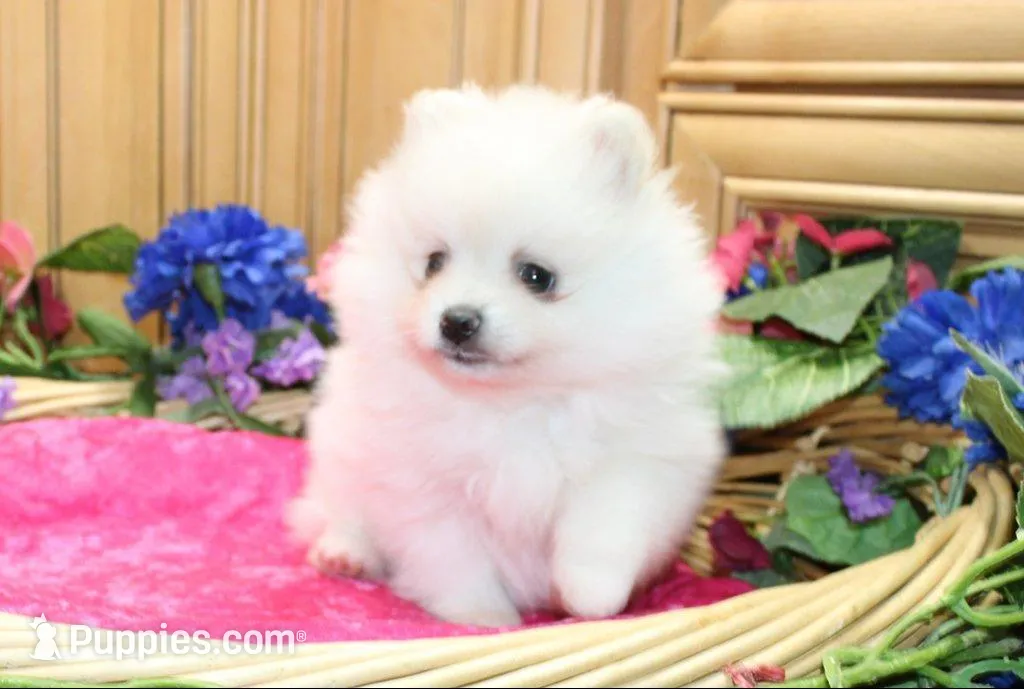 AKC Megalia White Girl - 7+ lbs, a female Pomeranian for sale in Colville, WA – Photo 2 of 10