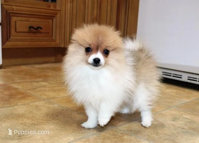 AKC Raja - Party female 3.5lbs, a female Pomeranian for sale in Colville, WA – Photo 1 of 10
