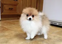AKC Raja - Party female 3.5lbs, a female Pomeranian for sale in Colville, WA – Photo 1 of 10