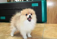 AKC Raja - Party female 3.5lbs, a female Pomeranian for sale in Colville, WA – Photo 3 of 10