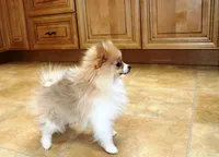 AKC Raja - Party female 3.5lbs, a female Pomeranian for sale in Colville, WA – Photo 4 of 10