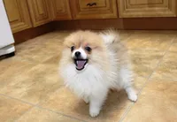 AKC Raja - Party female 3.5lbs, a female Pomeranian for sale in Colville, WA – Photo 6 of 10