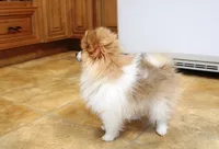 AKC Raja - Party female 3.5lbs, a female Pomeranian for sale in Colville, WA – Photo 8 of 10