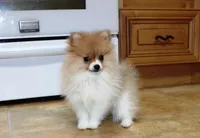 AKC Raja - Party female 3.5lbs, a female Pomeranian for sale in Colville, WA – Photo 5 of 10