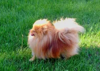 AKC Raja - Party female 3.5lbs, a female Pomeranian for sale in Colville, WA – Photo 10 of 10