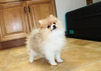 AKC Raja - Party female 3.5lbs, a female Pomeranian for sale in Colville, WA – Photo 2 of 10