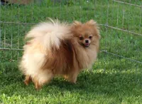 AKC Raja - Party female 3.5lbs, a female Pomeranian for sale in Colville, WA – Photo 9 of 10