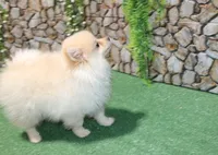 AKC Lark Cream male - 8+ lbs as adult, a male Pomeranian for sale in Evans, WA – 3 of 8